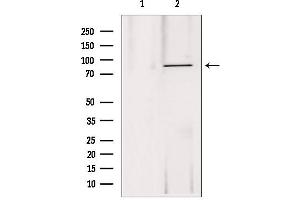 Western blot analysis of extracts from 293, using DDX21 antibody. (DDX21 antibody  (Internal Region))