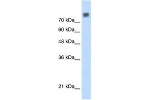 WB Suggested Anti-MCM6 Antibody Titration:  0.