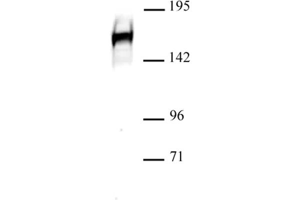 DROSHA antibody  (C-Term)