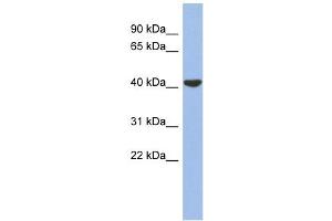 GJD4 antibody used at 1 ug/ml to detect target protein.