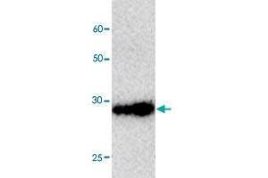 Western blot analysis in RFP tagged fusion protein with RFP tag monoclonal antibody, clone 5c465  at 1 : 1000 dilution. (RFP antibody  (AA 21-245))