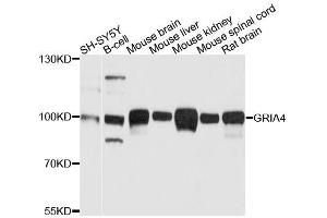 Western blot analysis of extracts of various cell lines, using GRIA4 antibody. (GRIA4 antibody  (AA 254-433))