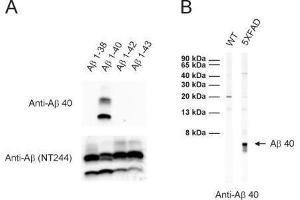 A: ECL detection of different synthetic Abeta species with anti-Abeta 40 (dilution 1 : 1000) and a monoclonal anti-Abeta antibody (clone NT244, cat. (Abeta 1-40 antibody)