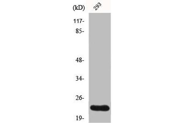 GSC2 antibody  (C-Term)