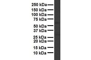 WB Suggested Anti-APOH antibody Titration: 1 ug/mL Sample Type: Human liver (APOH antibody  (N-Term))