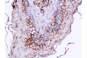 Formalin-fixed and paraffin embedded rat stomach labeled with Anti-Ghrelin 28 Polyclonal Antibody, Unconjugated  at 1:200 followed by conjugation to the secondary antibody and DAB staining (Ghrelin antibody  (AA 24-51))