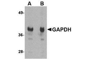 Western blot analysis of GAPDH in HeLa cell lysate with AP30356PU-N GAPDH antibody at (A) 1 and (B) 2 μg/ml. (GAPDH antibody  (N-Term))