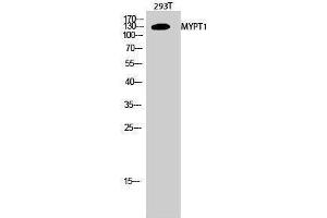 Western Blotting (WB) image for anti-Myosin Phosphatase, Target Subunit 1 (PPP1R12A) (Thr103) antibody (ABIN3176190) (PPP1R12A antibody  (Thr103))