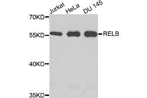 Western blot analysis of extracts of various cells, using RELB antibody. (RELB antibody)