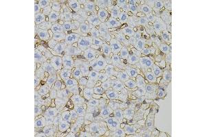 Immunohistochemistry of paraffin-embedded mouse liver using CLDN3 antibody. (Claudin 3 antibody)