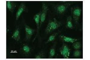 Immunostaining analysis in HeLa cells. (USF2 antibody)