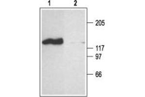 Western blot analysis of rat brain membranes: - 1. (CNGA2 antibody  (C-Term, Intracellular))