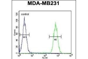 CLTA Antibody (Center) (ABIN652956 and ABIN2842611) flow cytometric analysis of MDA-M cells (right histogram) compared to a negative control cell (left histogram). (CLTA antibody  (AA 99-127))