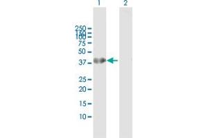 Western Blot analysis of HOXA1 expression in transfected 293T cell line by HOXA1 MaxPab polyclonal antibody.