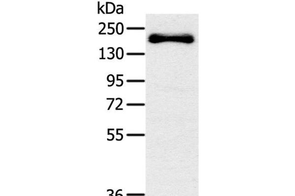 SLIT2 antibody