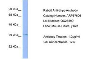 Image no. 1 for anti-Phospholysine Phosphohistidine Inorganic Pyrophosphate Phosphatase (LHPP) (C-Term) antibody (ABIN6749941) (LHPP antibody  (C-Term))
