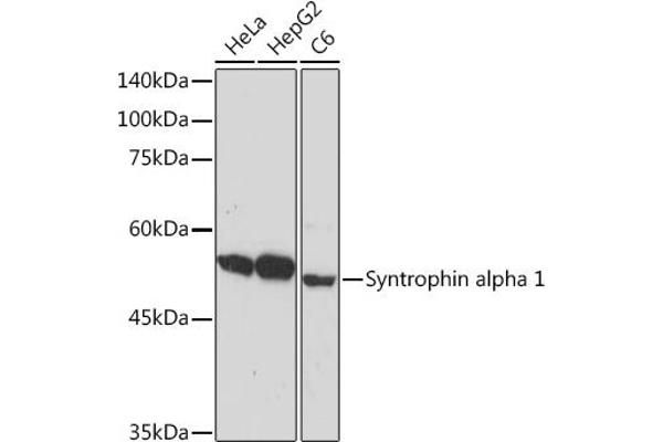 SNTA1 抗体