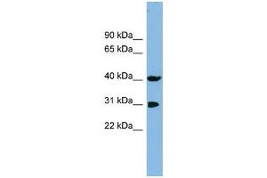 WB Suggested Anti-PPID Antibody Titration: 0. (PPID antibody  (N-Term))
