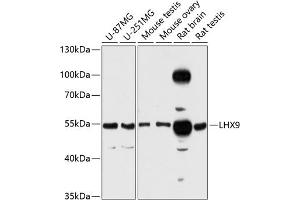 Western blot analysis of extracts of various cell lines, using LHX9 antibody (ABIN6128182, ABIN6143202, ABIN6143203 and ABIN6216456) at 1:3000 dilution. (LHX9 antibody  (AA 1-70))