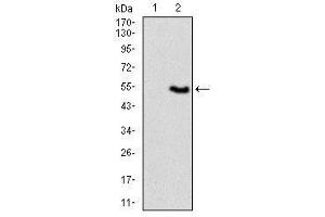 Image no. 3 for anti-Vav 1 Oncogene (VAV1) antibody (ABIN1490879) (VAV1 antibody)