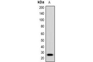 Western blot analysis of Placental Lactogen expression in mouse brain (A) whole cell lysates. (CSH1 antibody  (C-Term))