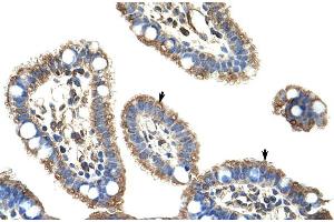Human Intestine (DMP1 antibody  (C-Term))