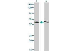 Western Blotting (WB) image for anti-KH Domain Containing, RNA Binding, Signal Transduction Associated 1 (KHDRBS1) (AA 176-275) antibody (ABIN599148) (KHDRBS1 antibody  (AA 176-275))