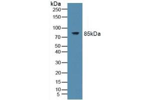 TLR9 antibody  (AA 28-362)