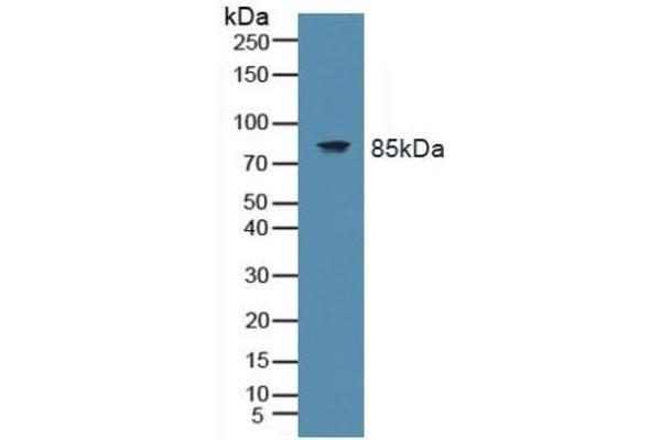 TLR9 Antikörper  (AA 28-362)