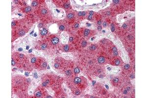 Anti-MTHFD1 antibody IHC of human liver.