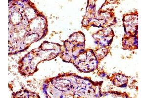 IHC image of ABIN7142217 diluted at 1:800 and staining in paraffin-embedded human placenta tissue performed on a Leica BondTM system.