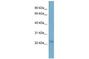FTHL17 antibody used at 1 ug/ml to detect target protein. (FTHL17 antibody  (Middle Region))