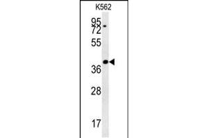 DGCR14 Antibody (Center) (ABIN657859 and ABIN2846816) western blot analysis in K562 cell line lysates (35 μg/lane). (DGCR14 antibody  (AA 217-244))