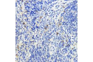 Immunohistochemistry of paraffin-embedded mouse spleen using IL10 antibody (ABIN3023111, ABIN3023112, ABIN3023113 and ABIN6219394) at dilution of 1:200 (40x lens). (IL-10 antibody  (AA 19-178))