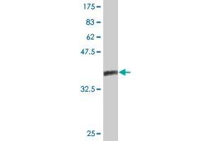 Western Blot detection against Immunogen (37. (nectin-3 antibody  (AA 59-166))