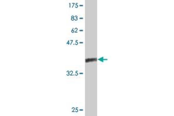 nectin-3 antibody  (AA 59-166)