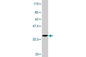 Western Blot detection against Immunogen (36. (TRIM52 antibody  (AA 201-297))