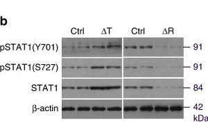 mTORC1 regulates CXCL9 in osteoblasts via STAT1. (STAT1 antibody  (pTyr701))