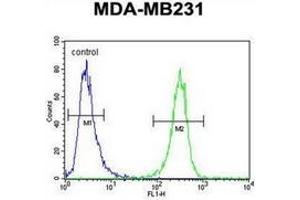 Flow cytometric analysis of MDA-MB231 cells using HFM1 Antibody (C-term) Cat. (HFM1 antibody  (C-Term))