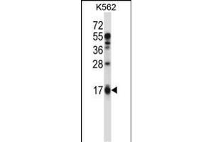 EDN2 Antibody (C-term) (ABIN657784 and ABIN2846758) western blot analysis in K562 cell line lysates (35 μg/lane). (Endothelin 2 antibody  (C-Term))