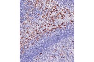 Immunohistochemical analysis of A on paraffin-embedded Human tonsil tissue.