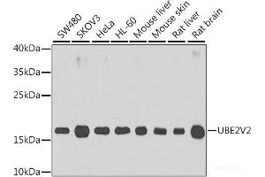 Western blot analysis of extracts of various cell lines using UBE2V2 Polyclonal Antibody at dilution of 1:1000. (UBE2V2 antibody)
