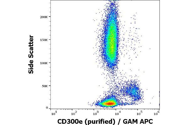 CD300E anticorps