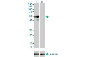 Western Blotting (WB) image for anti-Mitogen-Activated Protein Kinase 9 (MAPK9) (AA 1-424) antibody (ABIN562412)