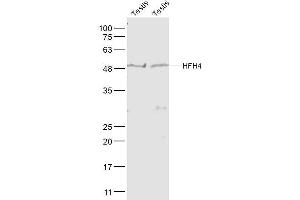 Lane 1: Mouse Testis lysates Lane 2: Rat Testis lysates probed with HFH4 Polyclonal Antibody, Unconjugated  at 1:1000 dilution and 4˚C overnight incubation. (FOXJ1 antibody  (AA 161-260))