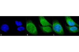 Immunocytochemistry/Immunofluorescence analysis using Rabbit Anti-GRP78 (Bip) Polyclonal Antibody (ABIN863189 and ABIN863190). (GRP78 antibody  (N-Term))