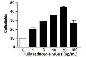 Migration assay with 3T3 mouse cells