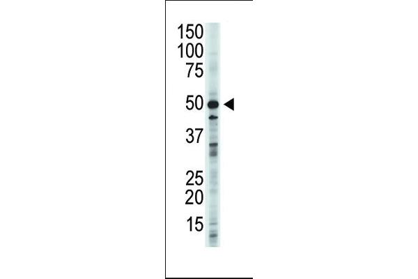 GSK3 beta antibody  (N-Term)