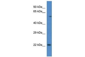 Rab10 antibody - C-terminal region  validated by WB using Mouse Kidney lysate at 1ug/ml. (RAB10 antibody  (C-Term))