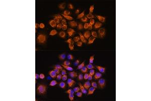 Immunofluorescence analysis of HeLa cells using A Rabbit pAb (ABIN3016751, ABIN3016752, ABIN3016753 and ABIN6219833) at dilution of 1:100. (ADRA2A antibody  (AA 240-380))